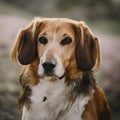 Transylvanian Hound Royalty Free Stock Photo