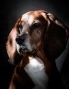 Transylvanian Hound Royalty Free Stock Photo
