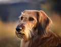 Istrian coarse-haired Hound Royalty Free Stock Photo