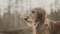 Istrian coarse-haired Hound Royalty Free Stock Photo