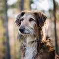 Istrian coarse-haired Hound Royalty Free Stock Photo