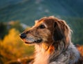 Istrian coarse-haired Hound Royalty Free Stock Photo