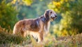 Istrian coarse-haired Hound Royalty Free Stock Photo