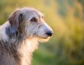 Istrian coarse-haired Hound Royalty Free Stock Photo
