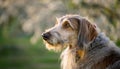Istrian coarse-haired Hound Royalty Free Stock Photo