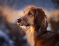 Istrian coarse-haired Hound Royalty Free Stock Photo