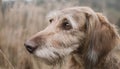 Istrian coarse-haired Hound Royalty Free Stock Photo