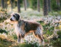 Istrian coarse-haired Hound Royalty Free Stock Photo