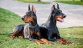 Two dobermans. Two black dobermans laying on the grass Royalty Free Stock Photo
