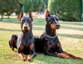 Two dobermans. Two black dobermans laying on the grass Royalty Free Stock Photo