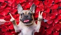 Valentines dog in love. French bulldog dog lying in bed full of red rose flower petals Royalty Free Stock Photo