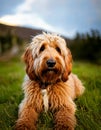 Closeup of long haired mixed breed labradoodle dog Royalty Free Stock Photo