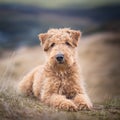 Dog Lakeland Terrier. Head shot of Lakeland Terrier Royalty Free Stock Photo