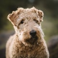 Dog Lakeland Terrier. Head shot of Lakeland Terrier Royalty Free Stock Photo