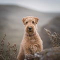 Dog Lakeland Terrier. Head shot of Lakeland Terrier Royalty Free Stock Photo