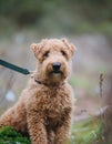 Dog Lakeland Terrier. Head shot of Lakeland Terrier Royalty Free Stock Photo
