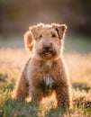 Dog Lakeland Terrier. Head shot of Lakeland Terrier Royalty Free Stock Photo