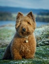 Dog Lakeland Terrier. Head shot of Lakeland Terrier Royalty Free Stock Photo