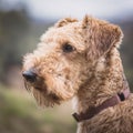 Dog Lakeland Terrier. Head shot of Lakeland Terrier Royalty Free Stock Photo