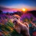 Dog Lakeland Terrier. Head shot of Lakeland Terrier Royalty Free Stock Photo