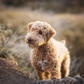 Dog Lakeland Terrier. Head shot of Lakeland Terrier Royalty Free Stock Photo