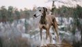 Portrait of a Lurcher. An image of a intelligent Royalty Free Stock Photo