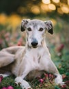 Portrait of a Lurcher. An image of a intelligent Royalty Free Stock Photo