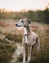 Portrait of a Lurcher. An image of a intelligent Royalty Free Stock Photo