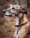 Portrait of a Lurcher. An image of a intelligent Royalty Free Stock Photo