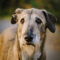 Portrait of a Lurcher. An image of a intelligent Royalty Free Stock Photo