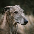 Portrait of a Lurcher. An image of a intelligent Royalty Free Stock Photo