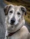 Portrait of a Lurcher. An image of a intelligent Royalty Free Stock Photo