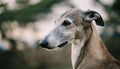 Portrait of a Lurcher. An image of a intelligent Royalty Free Stock Photo