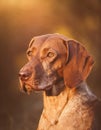 Plott Hound Royalty Free Stock Photo