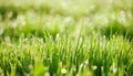 Fresh grass with dew drops Royalty Free Stock Photo
