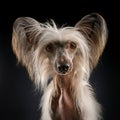 Chinese Crested Dog Royalty Free Stock Photo