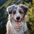 Bosnian - Herzegovinian - Croatian Shepherd Dog Royalty Free Stock Photo