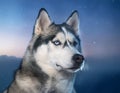 Siberian Husky Royalty Free Stock Photo