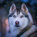 Siberian Husky Royalty Free Stock Photo