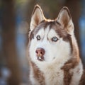 Siberian Husky Royalty Free Stock Photo