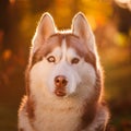 Siberian Husky Royalty Free Stock Photo