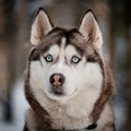 Siberian Husky Royalty Free Stock Photo