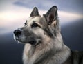 Shiloh Shepherd Royalty Free Stock Photo