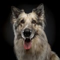 Shiloh Shepherd Royalty Free Stock Photo