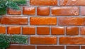 Frosted Brick Wall & Fir Branch Royalty Free Stock Photo