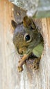 Baby Squirrel. This baby American Red Squirrel (Tamiasciurus hudsonicus) Royalty Free Stock Photo