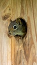 Baby Squirrel. This baby American Red Squirrel (Tamiasciurus hudsonicus) Royalty Free Stock Photo
