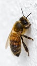 Worker bee on white surface Royalty Free Stock Photo