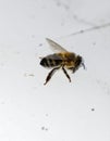 Worker bee on white surface Royalty Free Stock Photo