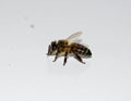 Worker bee on white surface Royalty Free Stock Photo